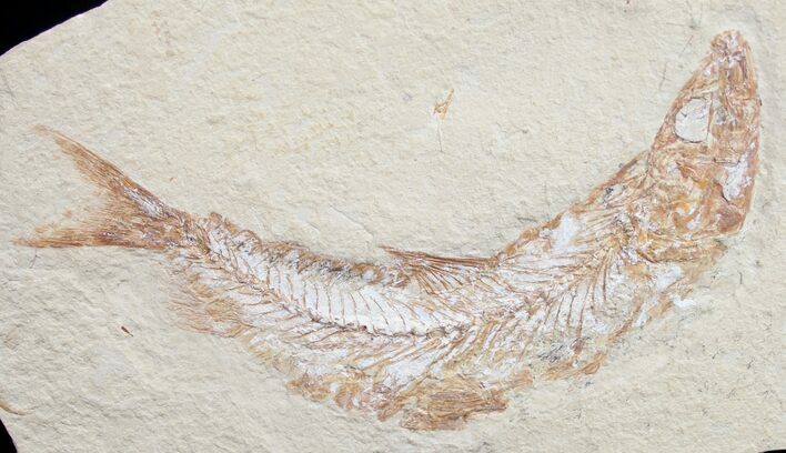 Scombroclupea Fossil Fish - Cretaceous #9954